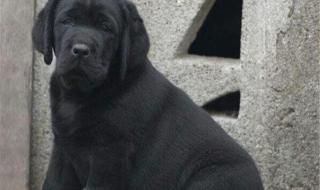 黑色拉不拉多和白色拉不拉多生小狗是什么颜色 黑色拉布拉多犬价格